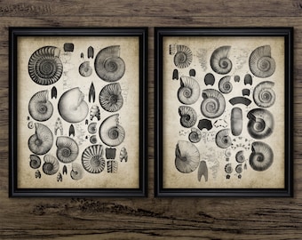 Set di 2 stampe da parete con ammoniti, stampabili, paleontologia, stampe da parete con fossili, geologia, idea regalo per geologhi #3848 DOWNLOAD IMMEDIATO