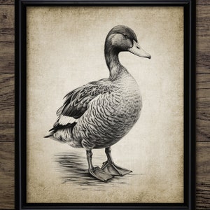 Duck Drawing, Printable Duck Drawing, Mallard Duck Wall Art, Duck Bird Art, Game Bird Art, Duck Hunting Wall Art #4086 INSTANT DOWNLOAD