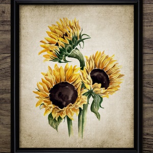 Sunflower Watercolour Painting Wall Art , Printable Sunflowers, Summer Flowers, Botanical Wall Art #3468 INSTANT DOWNLOAD