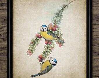 Blue Tit Bird Wall Art, Vintage Digital Print, Printable Garden Bird Wall Art, Rustic Instant Bird Print #4506 INSTANT DOWNLOAD