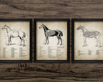 Horse Anatomy Wall Art Set Of 3, Printable Horse Art, Equestrian, Equine Veterinarian Gift, Horse Riding, Horse Racing #684 INSTANT DOWNLOAD