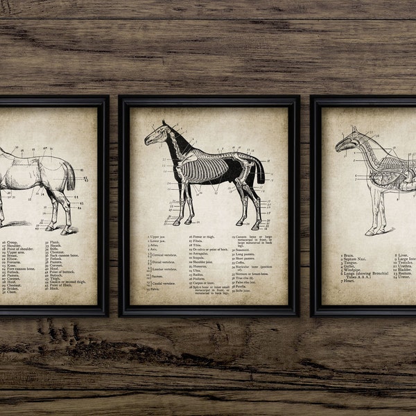 Horse Anatomy Wall Art Set Of 3, Printable Horse Art, Equestrian, Equine Veterinarian Gift, Horse Riding, Horse Racing #684 INSTANT DOWNLOAD