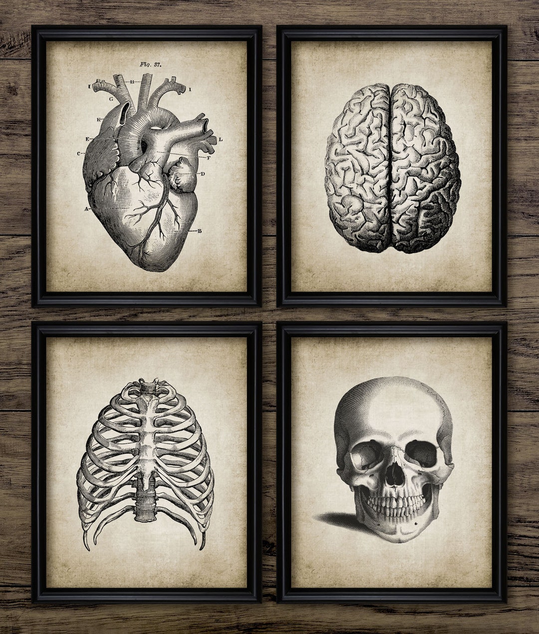 Vintage Human Anatomy Wall Art Set of 4, Printable Human Anatomy ...