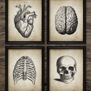 Vintage Human Anatomy Wall Art Set Of 4, Printable Human Anatomy, Doctor, Medical Student, Human Biology #375 INSTANT DOWNLOAD