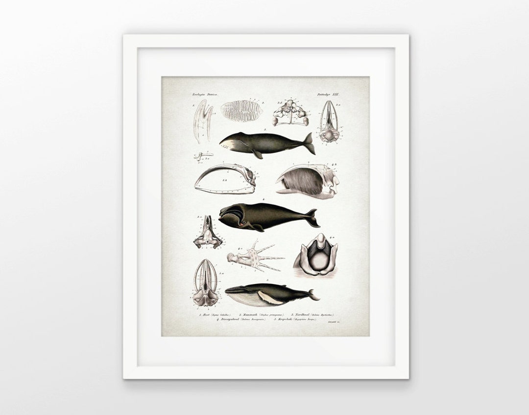 Whale Wall Art, Printable Bathroom Art, Printable Whales, Bowhead Whale ...