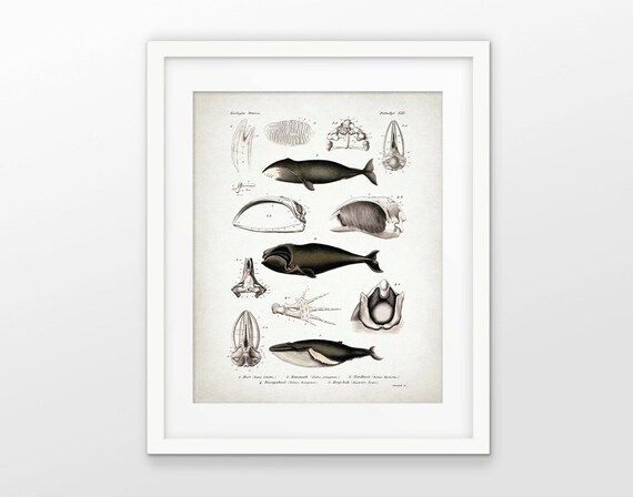 WHALE ANTIQUE ANIMAL ILLUSTRATION ART PRINT Diagram Home Decor Wall Picture