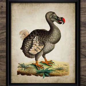 Könnte beinhalten: Eine Vintage-Illustration eines Dodos, eines flugunfähigen Vogels, der auf Mauritius heimisch war. Der Dodo ist in stehender Position dargestellt, mit dem Kopf zur Seite gedreht, wodurch sein charakteristischer Schnabel und die rote Kehllappen sichtbar werden. Der Vogel ist in Grautönen, Braun- und Gelbtönen dargestellt, mit einer detaillierten Darstellung seiner Federn. Die Illustration ist vor einem hellbraunen Hintergrund platziert.