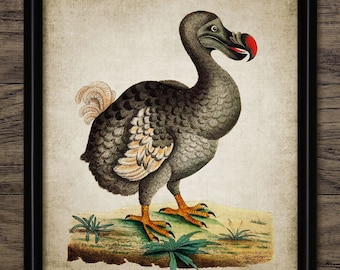 Dodo Wall Art, Printable Dodo Bird, Extinct Flightless Bird, Conservation, Extinction, Mauritius, Raphus Cucullatus #90 INSTANT DOWNLOAD