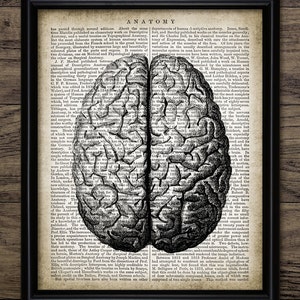 Human Anatomy Wall Art, Printable Human Brain, Medical Science Student, Doctor, Human Biology, Neurology #1307 INSTANT DOWNLOAD