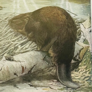 American Beaver Louis Agassiz Fuertes Vintage Print 1918 Wildlife Art