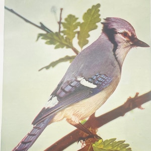 Blue Jay Neltje Blanchan 1904 Art print color illustration Bird