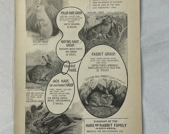 Diagram of the Hare and RABBIT Family 1904 Black White Print Hornaday