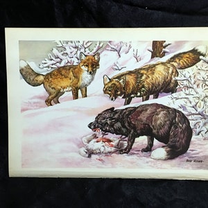 Bob Hines Wildlife Art Print 1946 Wild Fox Antique Lithograph Free US Shipping