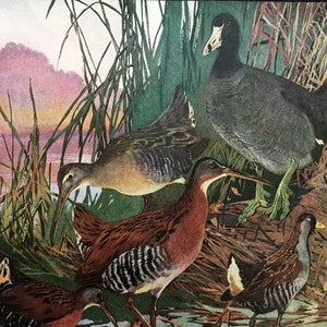 Puede incluir: Una pintura de cuatro pájaros en un entorno de pantano. Los pájaros son una focha común, una polla de agua y dos rascones de Virginia. La focha común es de color gris oscuro con un pico blanco. La polla de agua es un pájaro marrón y negro con un pico largo. Los rascones de Virginia son marrones y negros con rayas blancas. Los pájaros están de pie en el agua y los juncos.