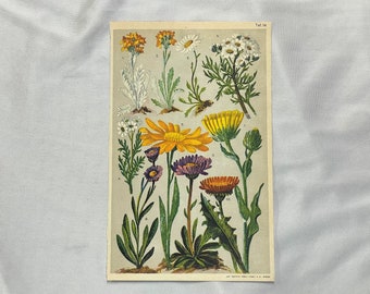 Composites ALPINE PLANTS Thistle Antique Lithograph Botany 1920 Milfoil Ox-aye