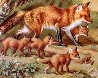 Walter Alois Weber FOX with Babies Art 1934 FREE Animal Litho Print US Shipping