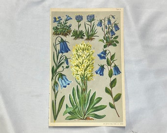 Bellflowers & Rampions  ALPINE PLANTS Antique Lithograph Botany 1920