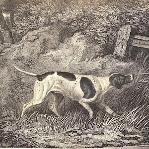 May include: An antique black and white illustration of a dog in a natural setting. The dog, with a spotted coat, is in a hunting stance, amidst tall grass and foliage. A rustic fence and trees are in the background, creating a detailed, vintage scene.