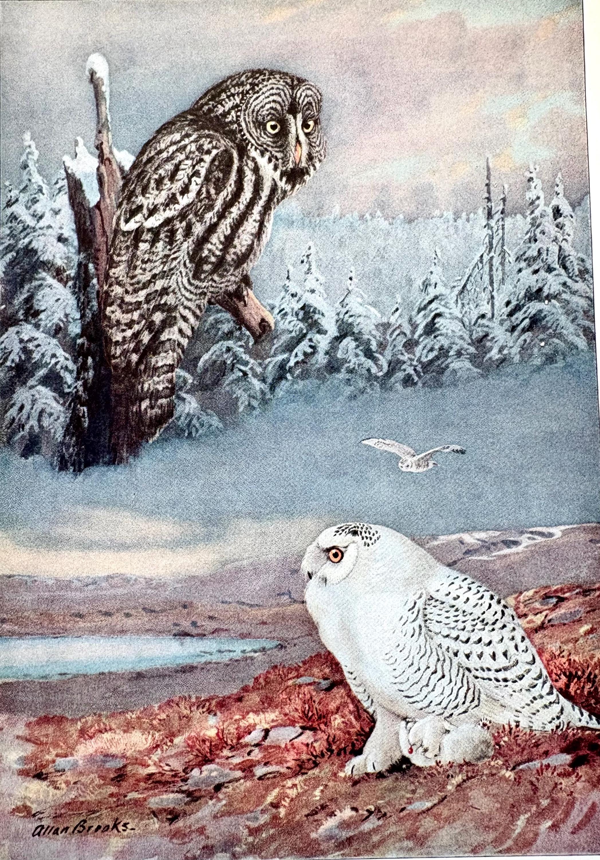 Great Gray Owl & Snowy Owl Allan Brooks 1937 print color illustration Bird
