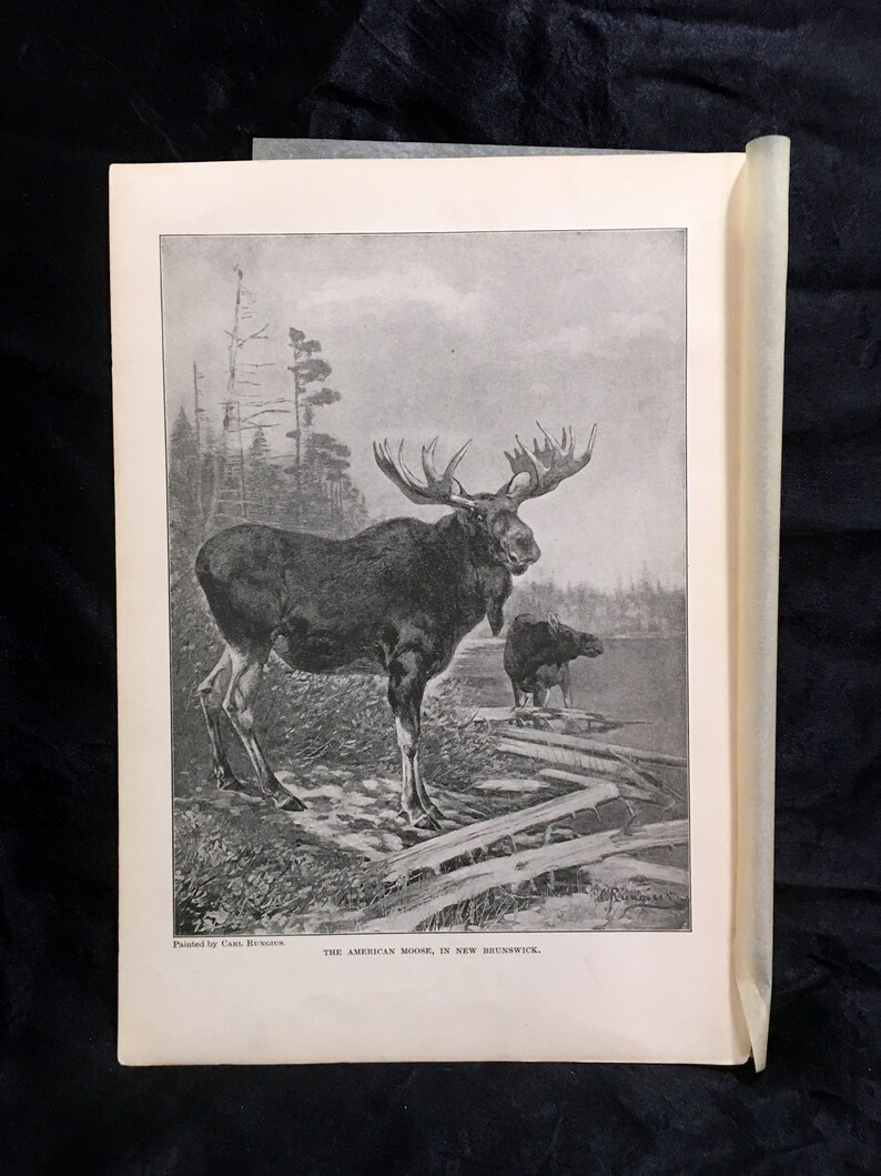 American Moose 1910 Black White Print Orders of Mammals Antique Art - Etsy