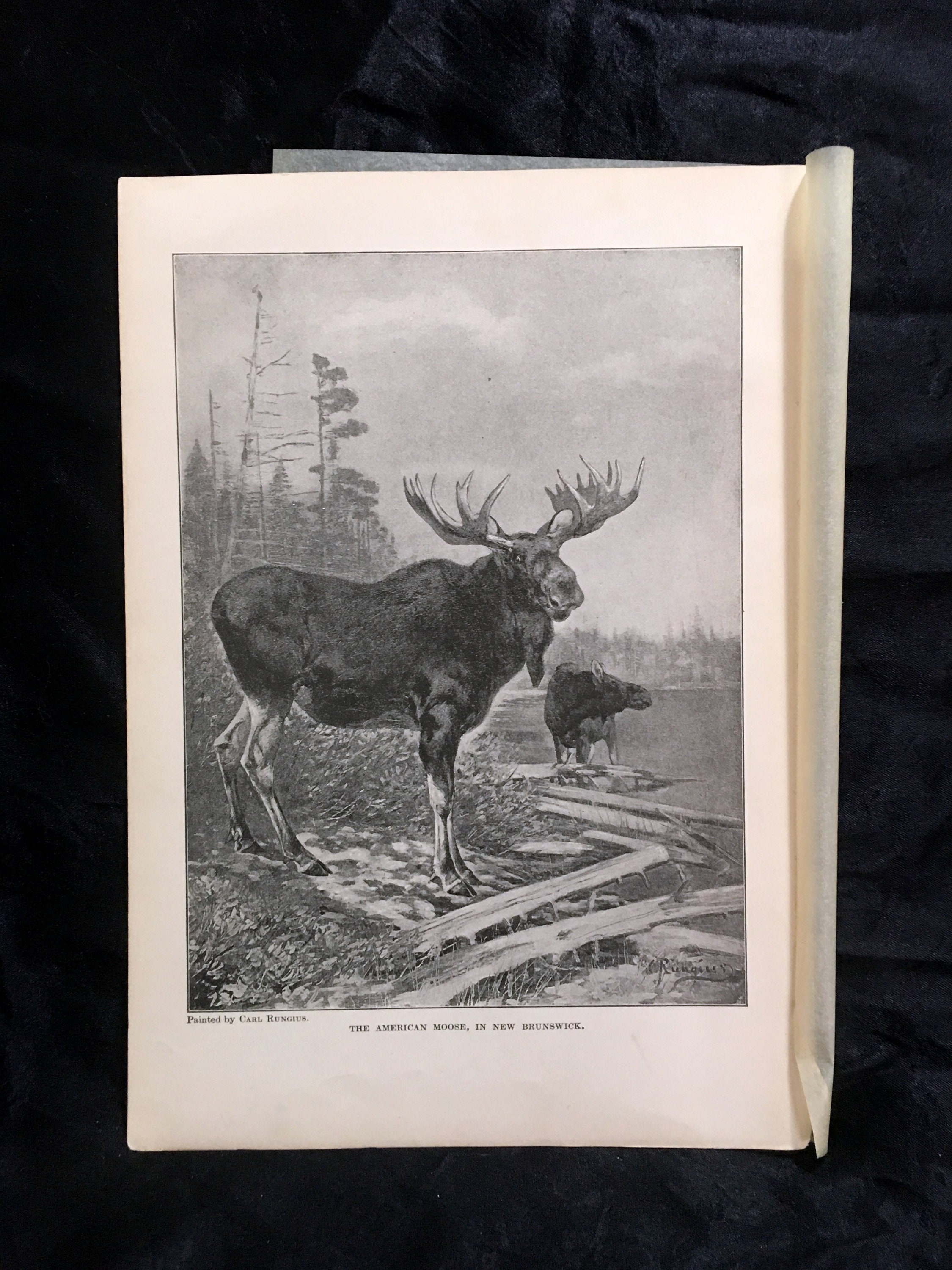 American Moose 1910 Black White Print Orders of Mammals Antique Art - Etsy