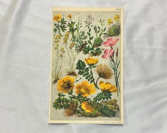 Flowers ALPINE PLANTS  Antique Lithograph Botany 1920 Yellow happy