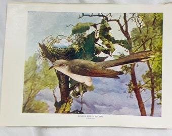 Yellow Billed Cuckoo Neltje Blanchan 1904 Art print color illustration Bird