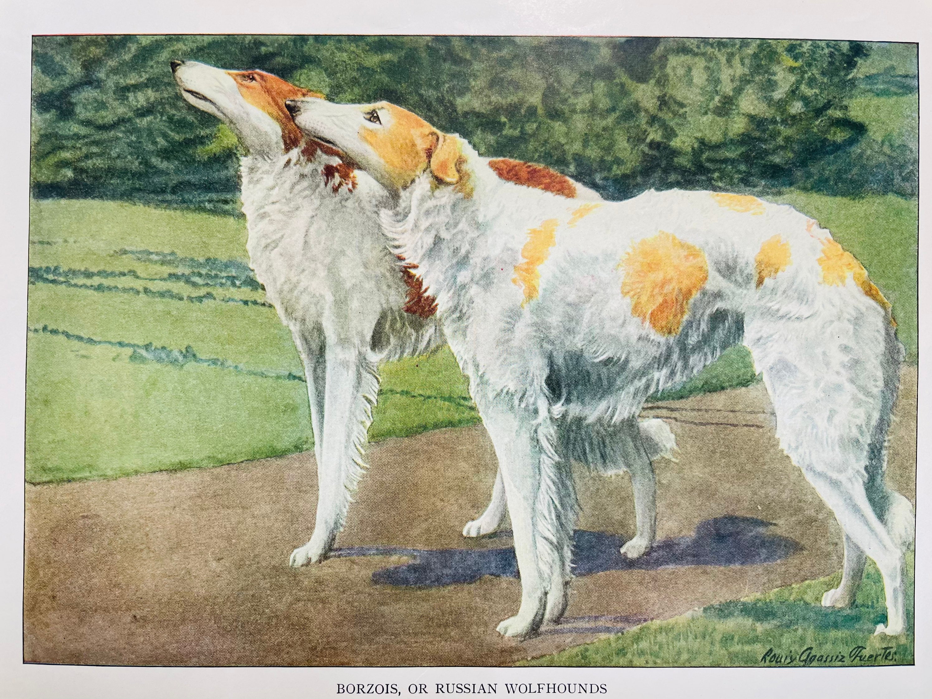 Russian Wolfhound Borzoi Print Louis Agassiz Fuertes 1927 Antique