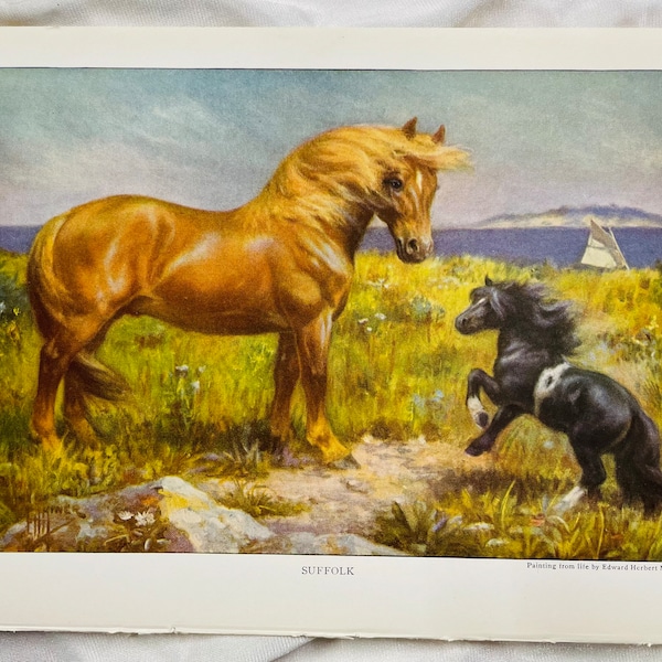Suffolk Punch Draft Horse By Edward Miner 1923 Antique Illustration Print