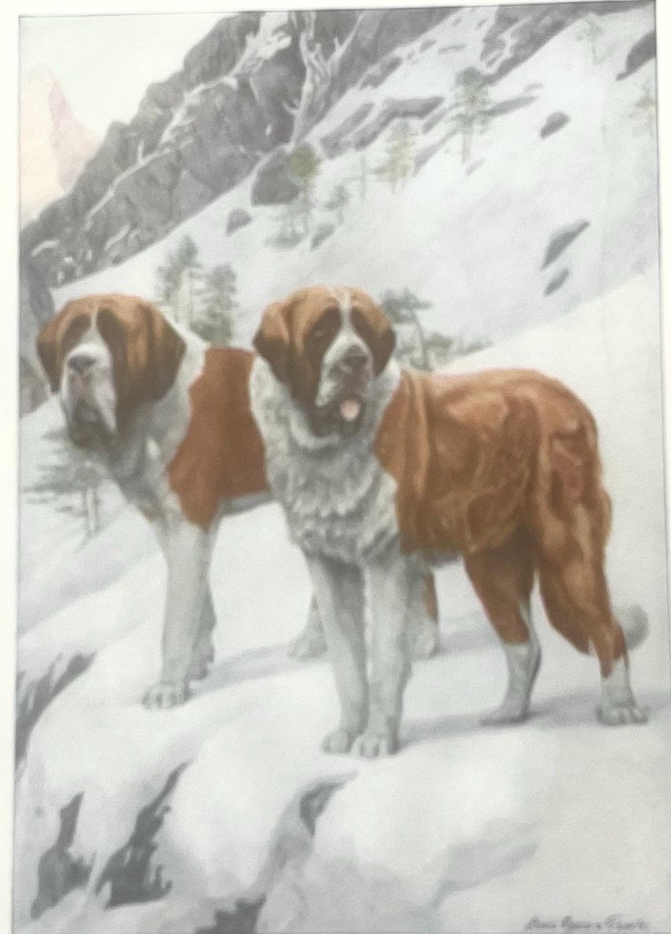 Saint Bernard St. Louis Agassiz Fuertes 1919  Antique Illustration Dog Art Print