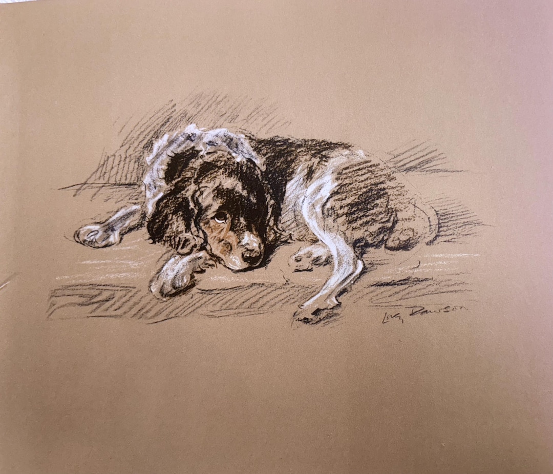 Springer Spaniel Dog Drawing by Lucy Dawson Art Print 1937 - Etsy
