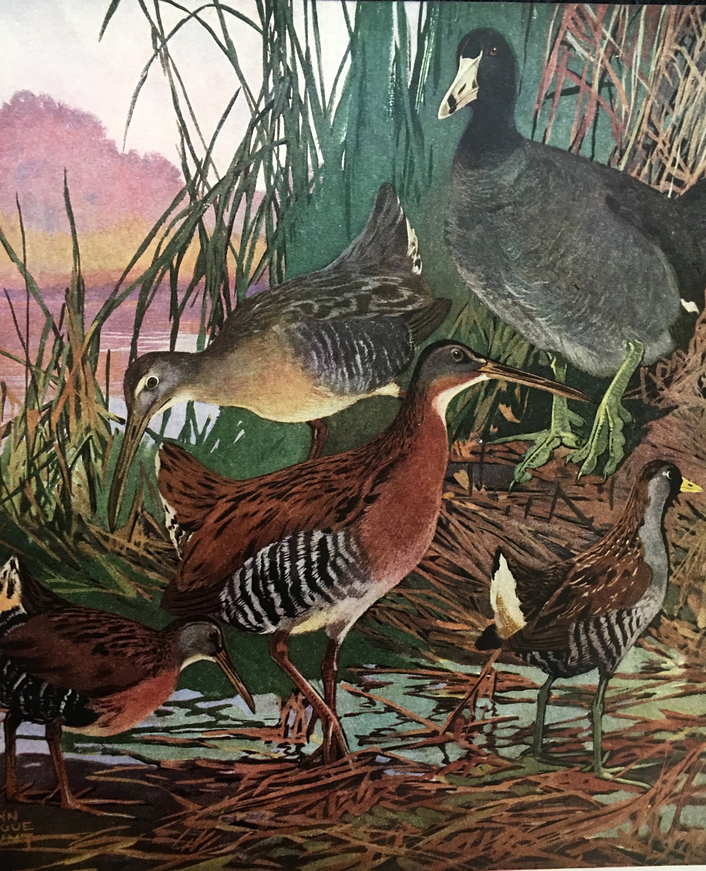 Lynn Bogue Hunt Virginia Clapper King Rail Coot Sora 1941 Art | Etsy