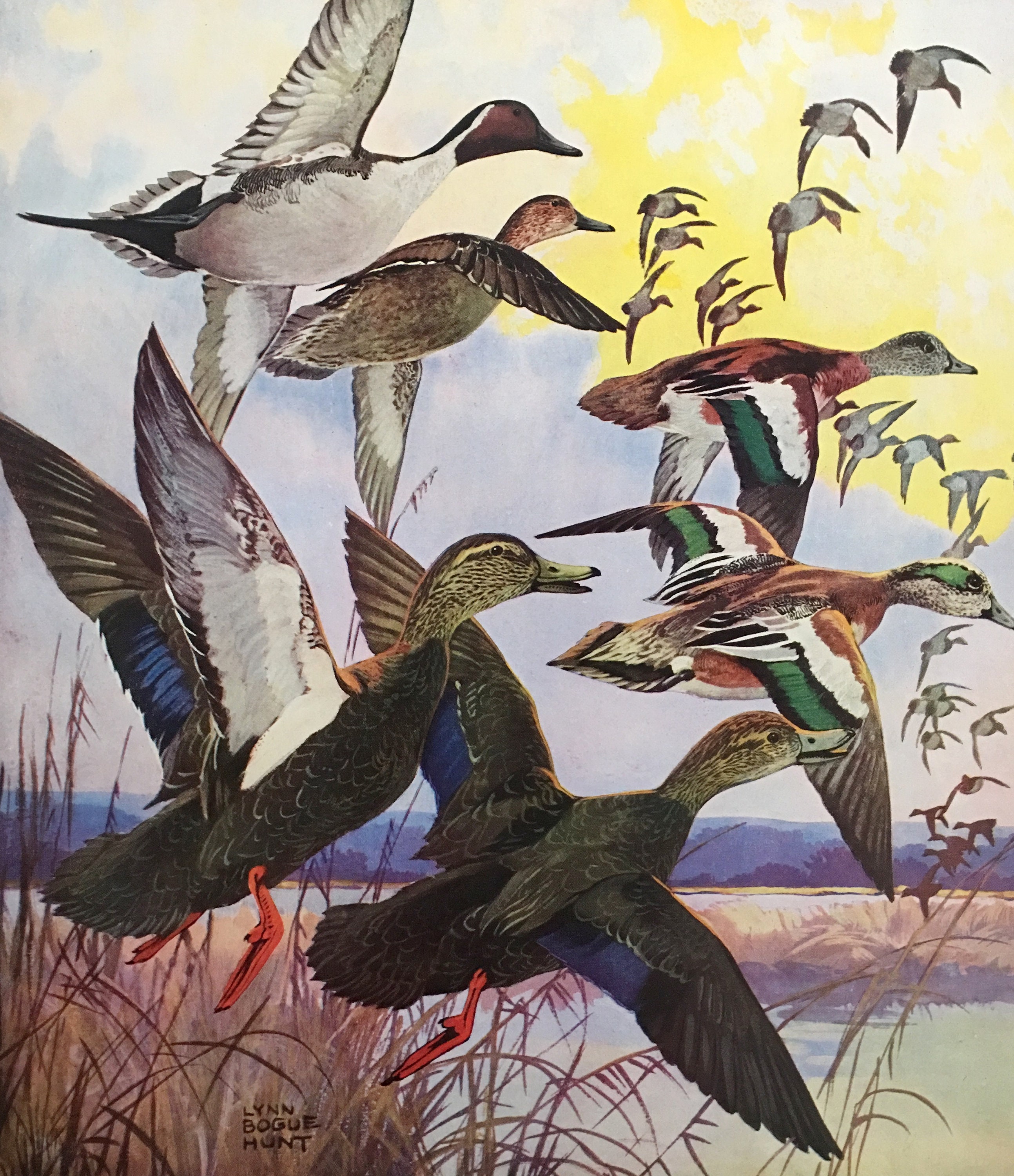 Lynn Bogue Hunt Ducks in Flight 1941 Art Print Pintail Etsy
