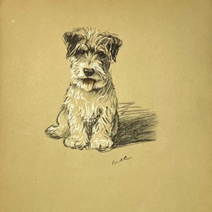 Lucy Dawson 1937 SEALYHAM PUPPY Dog Art Print Litografia
