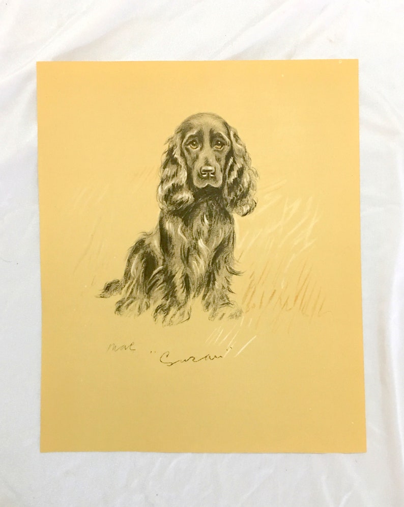Spaniel Dog Drawing by Lucy Dawson Art Print 1940's "move Susan" Black ...