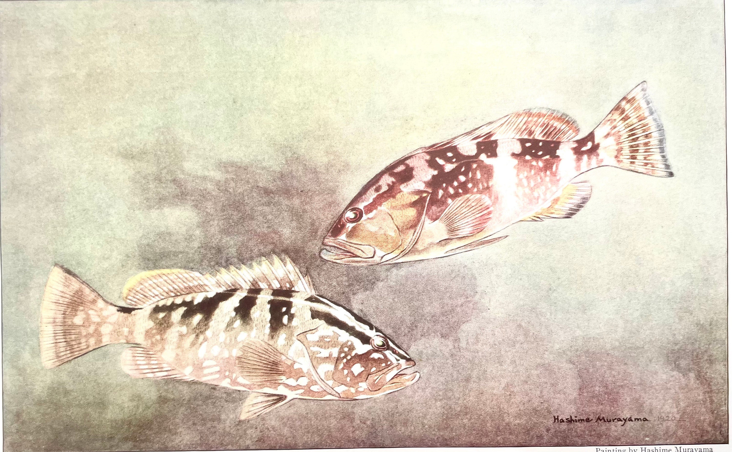 Fish Print Gag and Black Grouper Hashime Murayama 1939 Antique Art