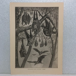 Pipistrelli mangiatori di frutta, volpi volanti, 1910, stampa in bianco e nero di James Carter Beard, arte antica