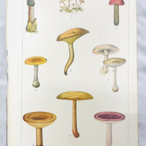 Poisonous or Unwholesome American Fungi mushrooms cir 1918 colour illustration stinkhorn fly red milk