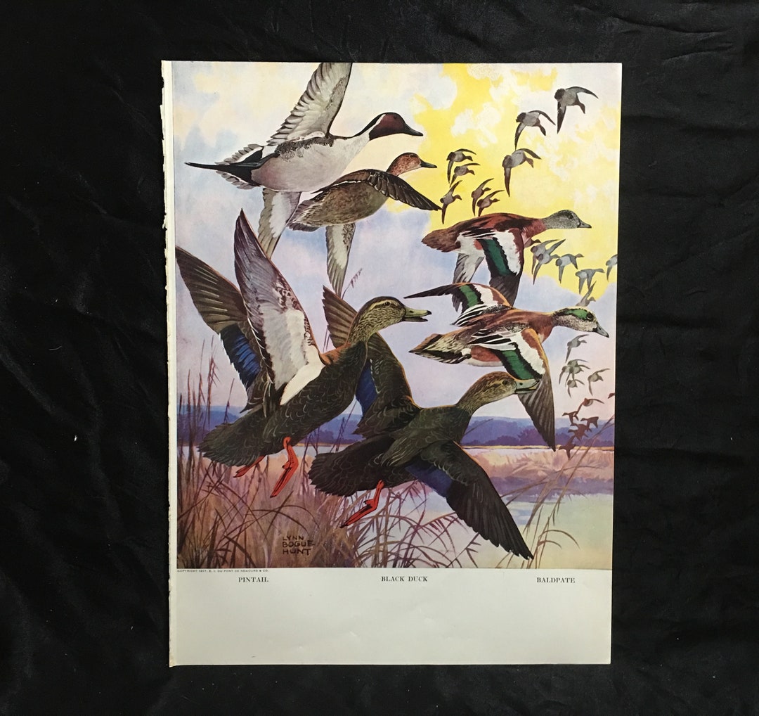 Lynn Bogue Hunt Ducks in Flight 1941 Art Print Pintail Baldplate Black