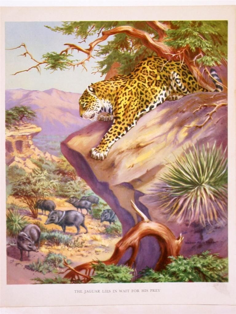 Walter Alois Weber JAGUAR Animal Art Print 1934 Javelina