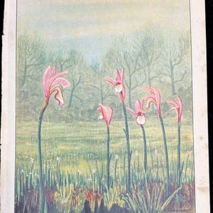 May include: An antique botanical illustration of Arethusa bulbosa, featuring several pink orchids with white and yellow accents. The flowers stand tall in a field of green grass, with a backdrop of trees and a soft, muted sky. The text "ARETHUSA - Arethusa bulbosa" is at the bottom.