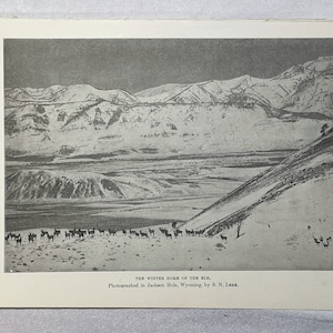 Winter Home of the Elk 1910 Black White Print Orders of Mammals Antique Art Jackson Hole Wyoming Leek