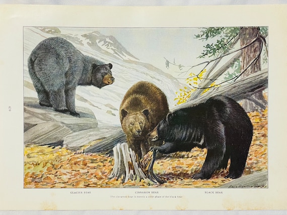 Black Cinnamon Glacier Bears 3 Louis Agassiz Fuertes Vintage Print