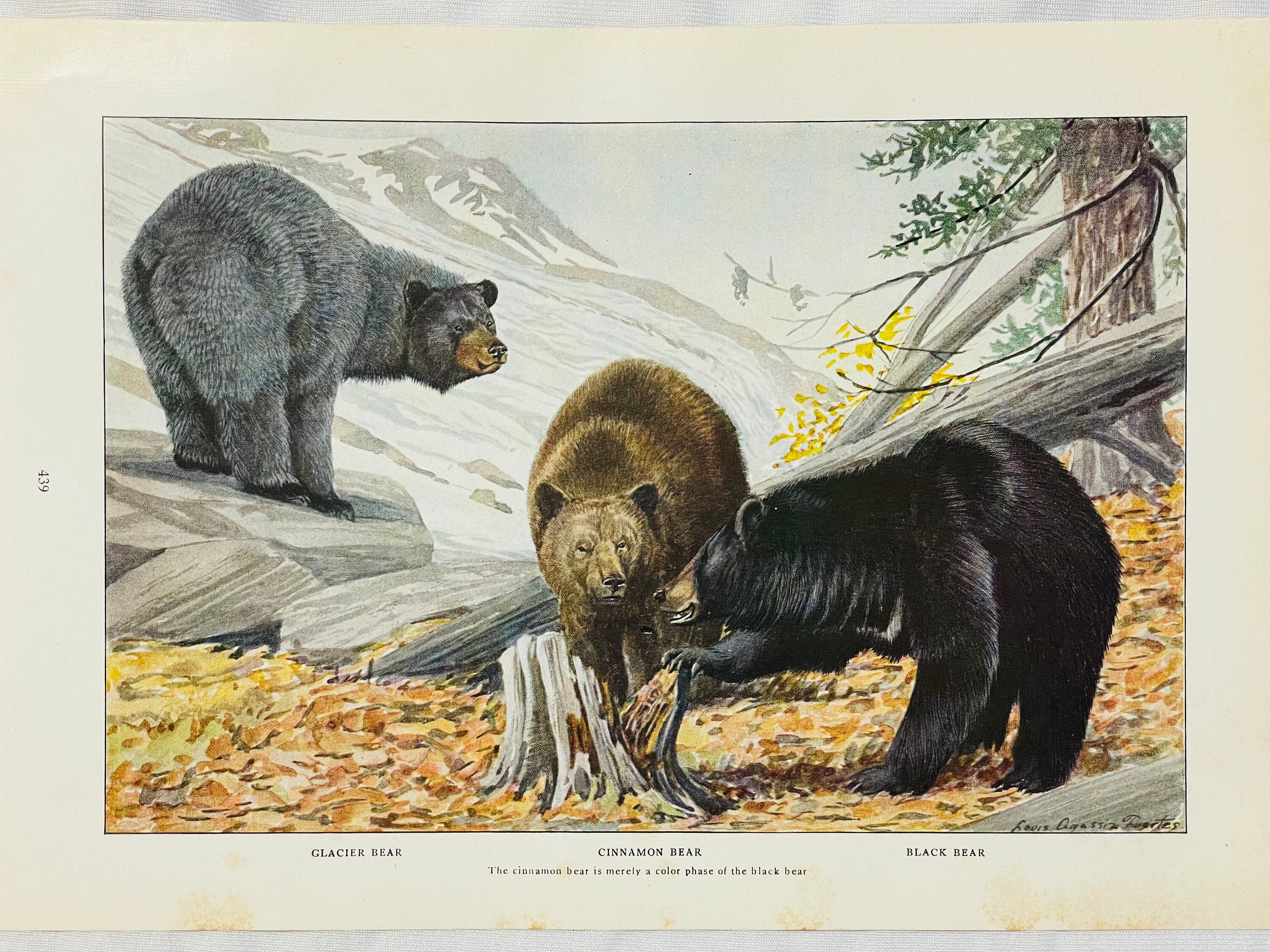〜50s BLACK BEAR クルーザージャケット Black Cinnamon Glacier Bears 3 Louis Agassiz Fuertes Vintage Print