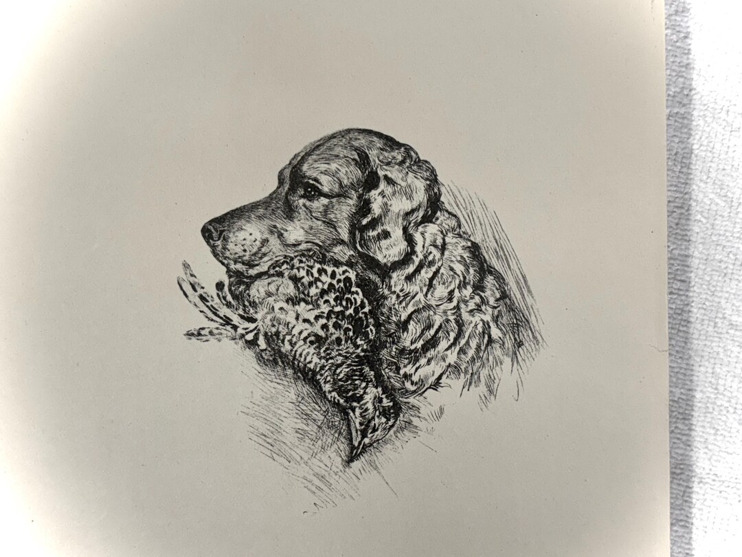 1937 Lucy Dawson Chesapeake Bay Retriever Drawing Art Print 1937 ...