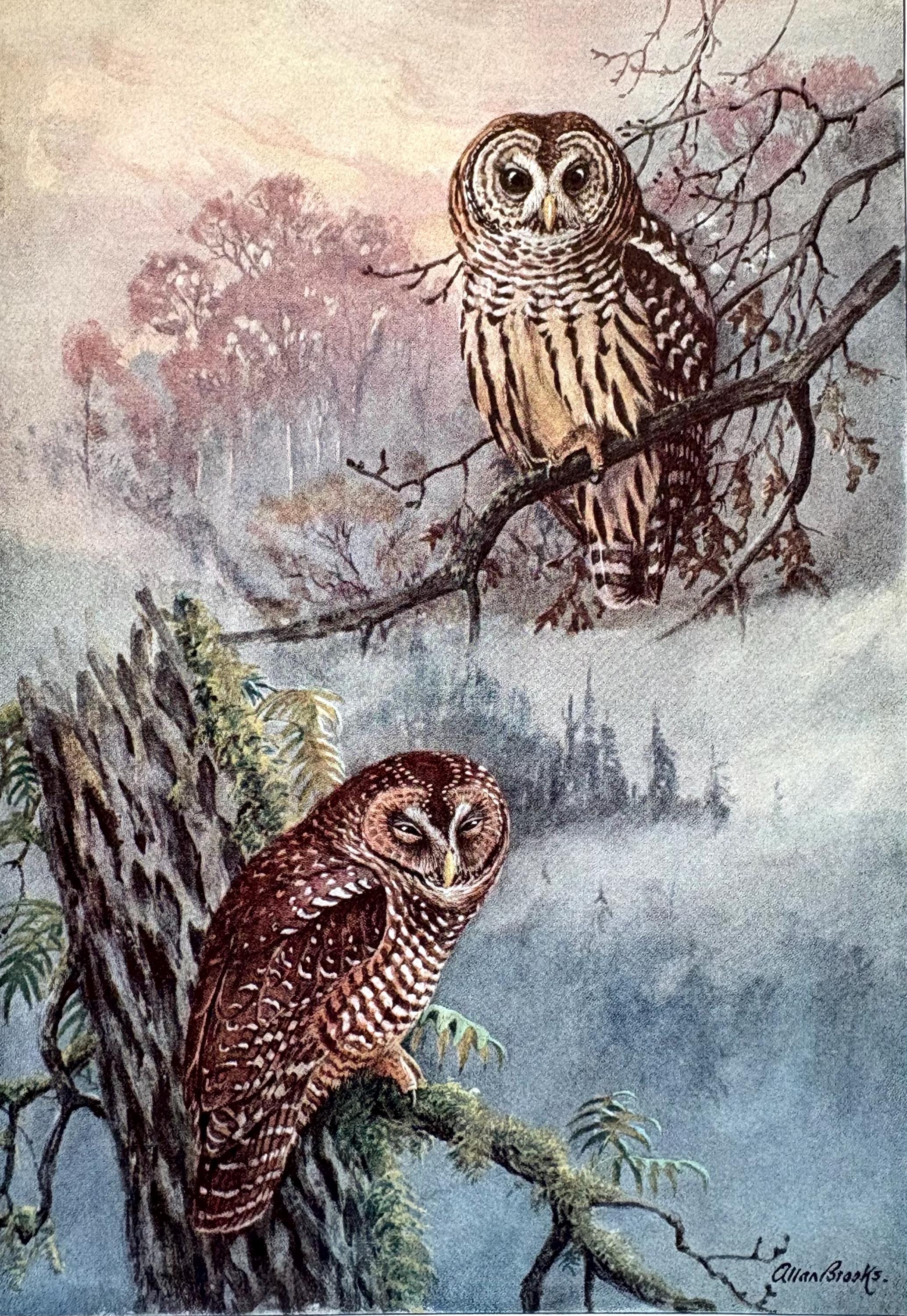 Allan Brooks Owl Print: 1937 Color Illustration