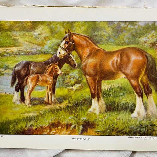 Clydesdale Horse By Edward Miner 1923 Antique Illustration Print