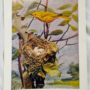 Yellow Warbler Neltje Blanchan 1904 Art print color illustration Bird