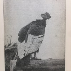 THE CONDOR 1910 Black White Print Antique Art Bird Photo Sanborn