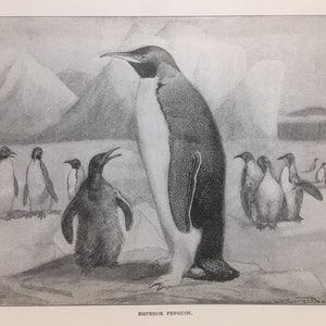 皇帝ペンギン 1904年 ジェームズ・カーター・ビアード作 鳥類図 白黒プリント アンティークアート 鳥